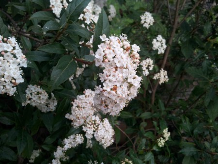 Sambuco, Viburno ? (Sambucus nigra) 